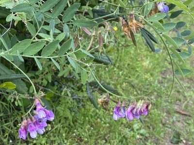 Lathyrus vestitus, photographed by Ingo Renner