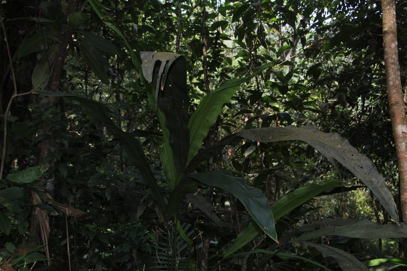 Cyclanthus bipartitus, photographed by Andrés Ramírez-Barrera