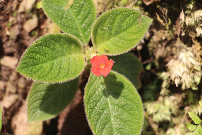 Episcia cupreata, photographed by Andrés Ramírez-Barrera