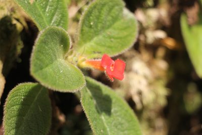 Episcia cupreata, photographed by Andrés Ramírez-Barrera