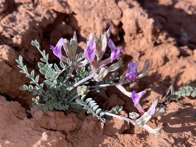 Astragalus amphioxys, photographed by Robbie Hannawacker