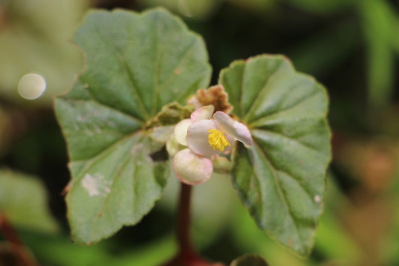 Begonia fischeri, photographed by Andrés Ramírez-Barrera