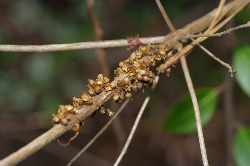 Cuscuta compacta, photographed by Michelle W. （鍾偉瑋）