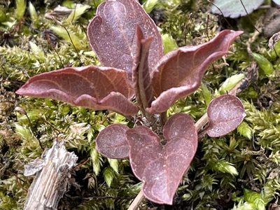 Lysimachia ciliata, photographed by Tom Scavo