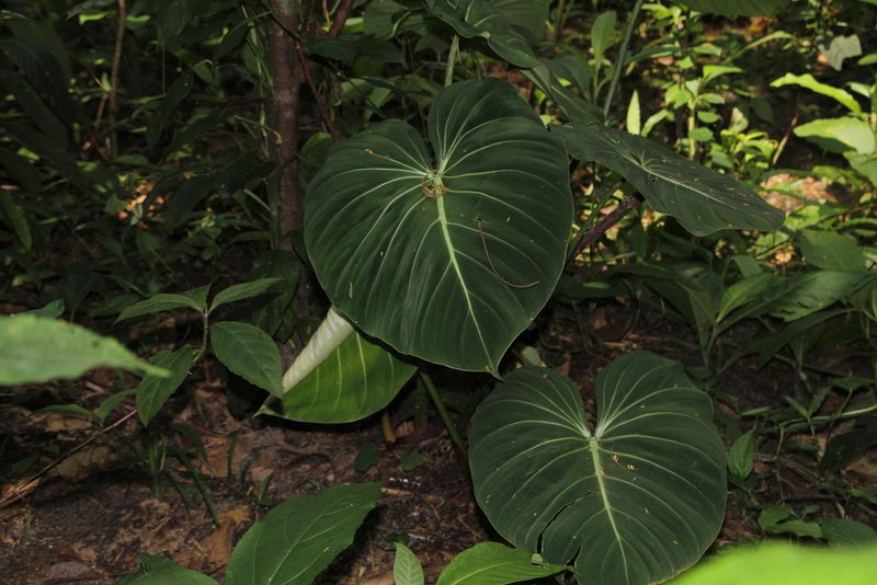 Philodendron gloriosum, photographed by Andrés Ramírez-Barrera