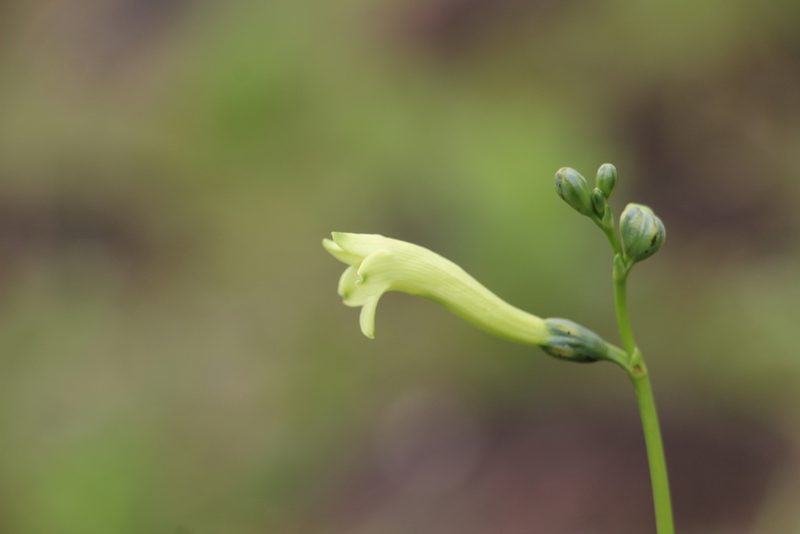 Chelonanthus pterocaulis, photographed by Andrés Ramírez-Barrera