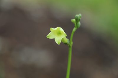 Chelonanthus pterocaulis, photographed by Andrés Ramírez-Barrera