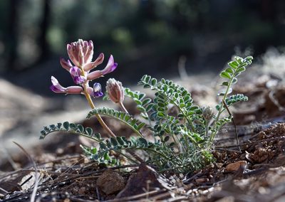 Astragalus tephrodes, photographed by Andrew Tree