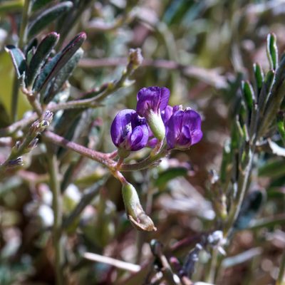 Astragalus allochrous, photographed by Andrew Tree