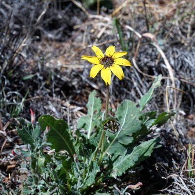 Berlandiera lyrata, photographed by Andrew Tree