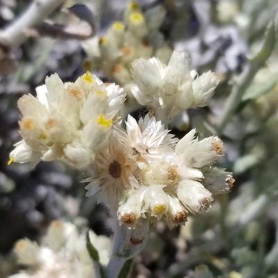 Pseudognaphalium biolettii, photographed by James C. Davis