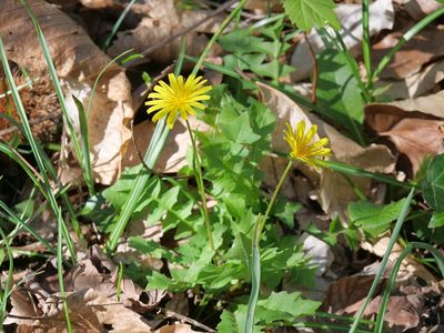 Aposeris foetida, photographed by olrett