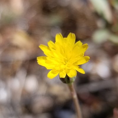 Hypochaeris glabra, photographed by James C. Davis