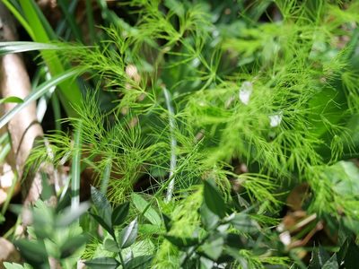 Asparagus tenuifolius, photographed by olrett