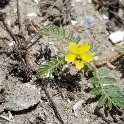 Tribulus terrestris, photographed by James C. Davis