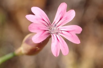 Petrorhagia dubia, photographed by Steve Woodward