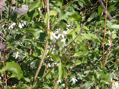 Styrax redivivus, photographed by Steve Woodward
