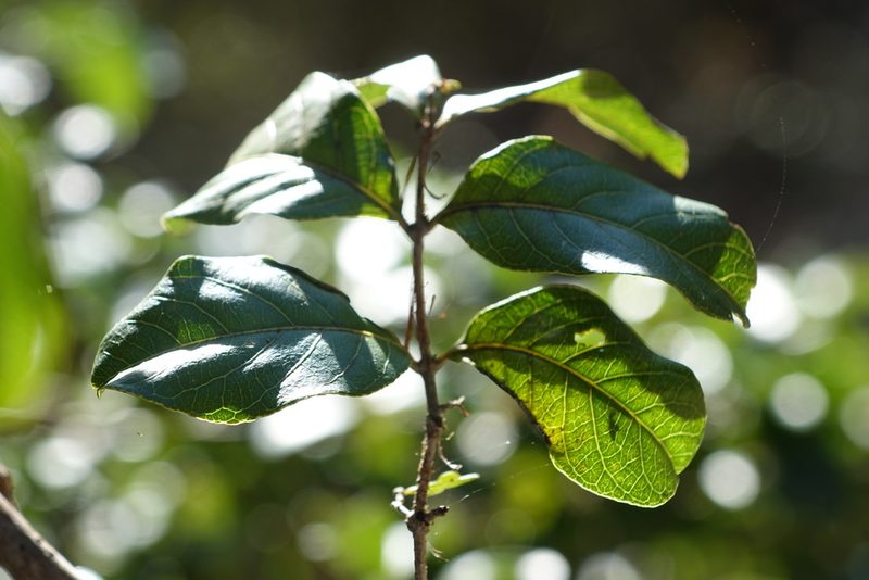 Combretum meridionalis, photographed by Romer N. Rabarijaona