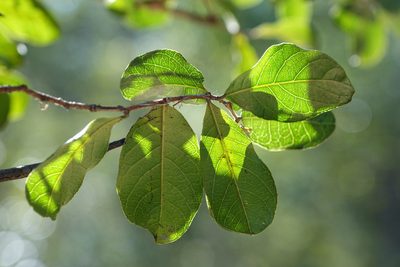 Combretum meridionalis, photographed by Romer N. Rabarijaona