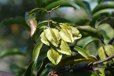 Combretum meridionalis, photographed by Romer N. Rabarijaona
