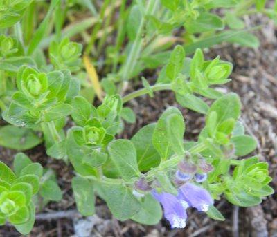 Scutellaria drummondii, photographed by saltyhiker