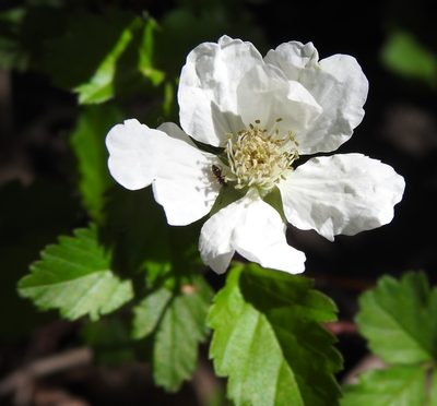 Rubus trivialis, photographed by saltyhiker