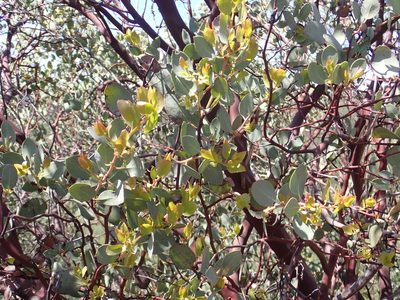 Arctostaphylos viscida, photographed by Steve Woodward