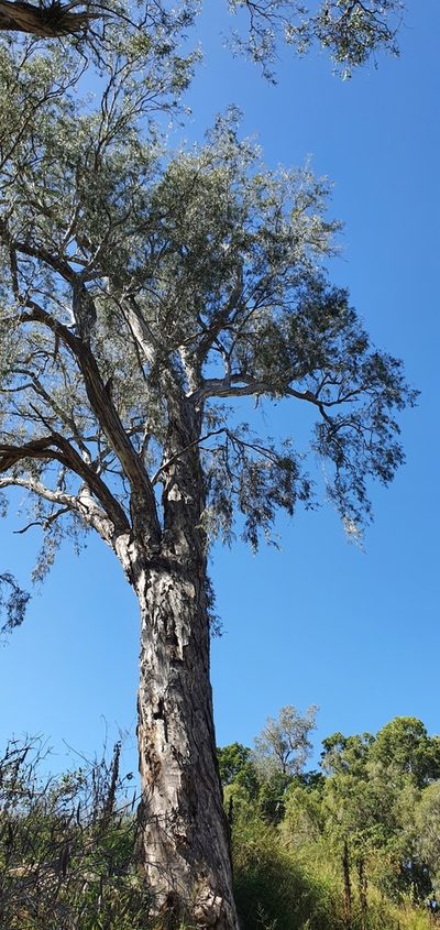 Melaleuca fluviatilis, photographed by Bethlea Bell