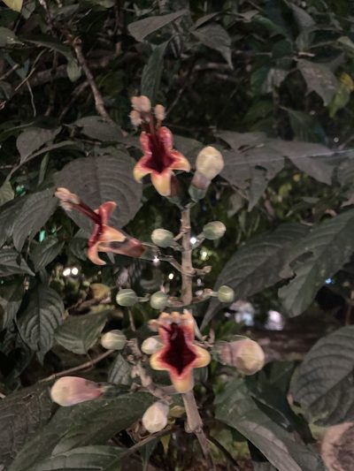 Trichanthera gigantea, photographed by julianazuluaga-carrero