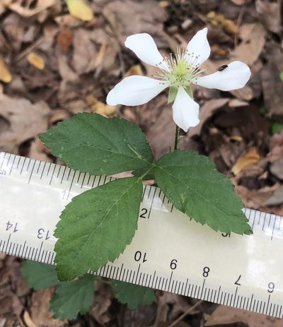 Rubus serratus, photographed by Ken Kneidel