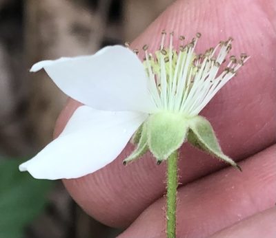 Rubus serratus, photographed by Ken Kneidel