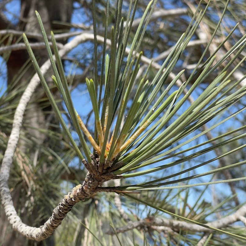 Pinus torreyana, photographed by Bill Levine