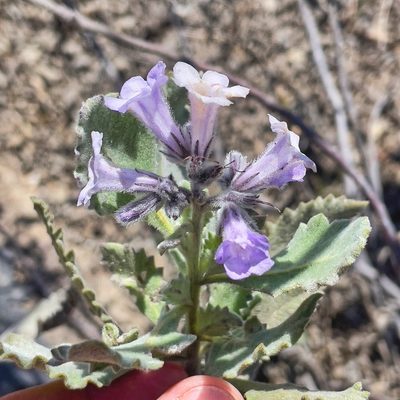 Eriodictyon crassifolium, photographed by Bill Levine