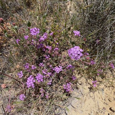 Abronia umbellata, photographed by Bill Levine