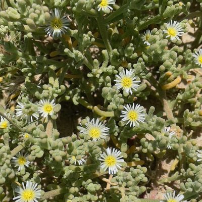 Mesembryanthemum nodiflorum, photographed by Bill Levine