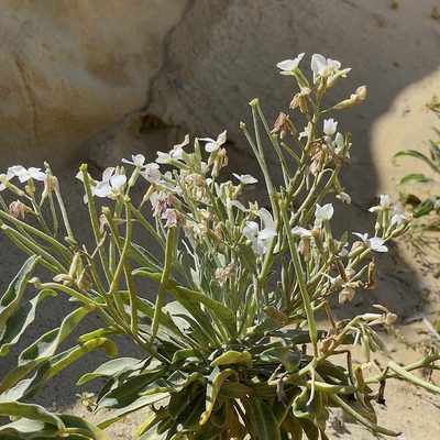 Matthiola incana, photographed by Bill Levine