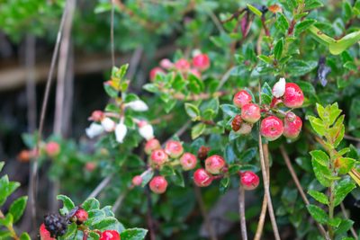 Gaultheria myrsinoides, photographed by Jorge I. Merchán Mayorga