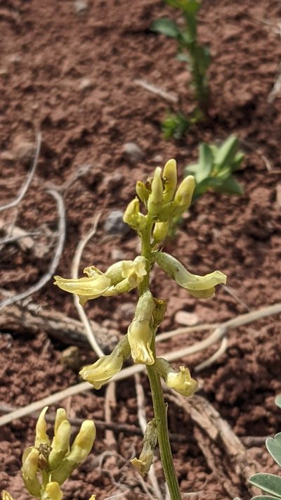 Astragalus ampullarioides, photographed by Darrin Gobble