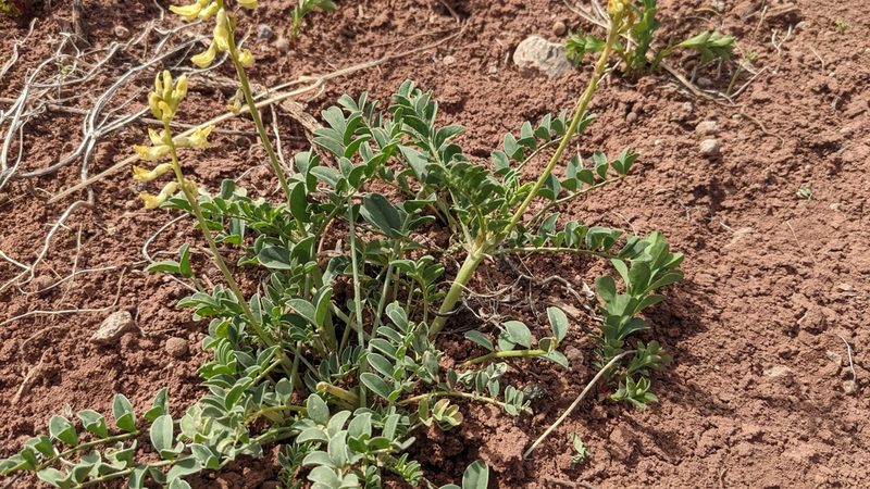 Astragalus ampullarioides, photographed by Darrin Gobble