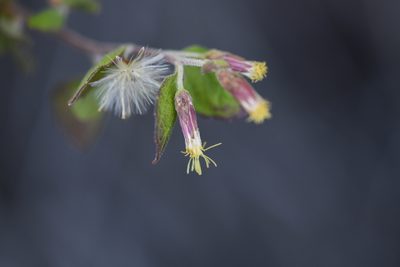 Brickellia californica, photographed by Trevor Van Loon