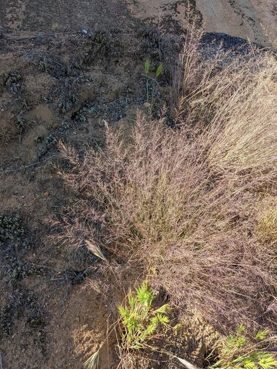 Muhlenbergia microsperma, photographed by Trevor Van Loon