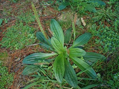 Plantago australis, photographed by Saryu Mae 前 朝琉
