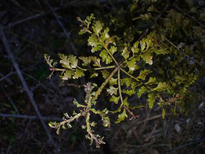 Phyllocladus trichomanoides, photographed by Saryu Mae 前 朝琉