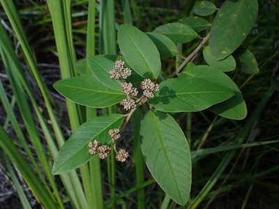 Pomaderris kumeraho, photographed by Saryu Mae 前 朝琉