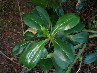 Coprosma lucida, photographed by Saryu Mae 前 朝琉