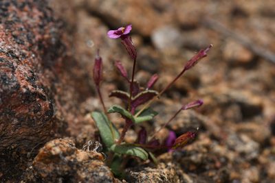 Erythranthe androsacea, photographed by Trevor Van Loon