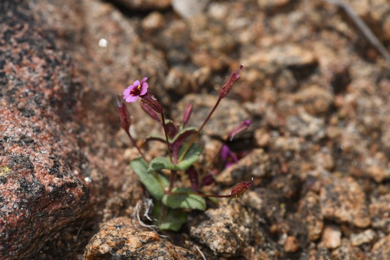 Erythranthe androsacea, photographed by Trevor Van Loon