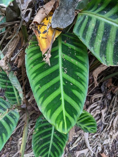 Goeppertia zebrina, photographed by Attila Oláh