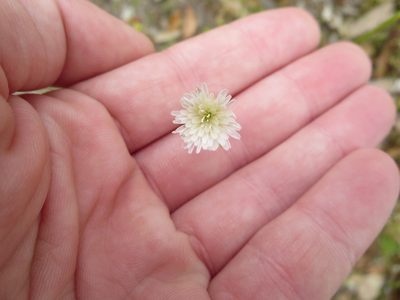 Hypochaeris albiflora, photographed by Nonbinary-Naturalist