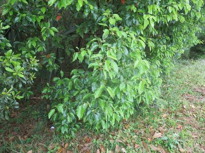 Cinnamomum camphora, photographed by Nonbinary-Naturalist